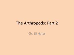The Arthropods: Part 2