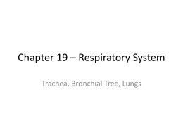 Trachea, Bronchial Tree, and Lungs
