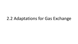 2.2 Adaptations for Gas Exchange