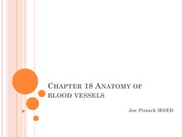 Chapter 18/Anatomy of blood vessels