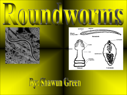 Roundworms- Powerpoint