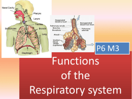 Functions of the respiratory system