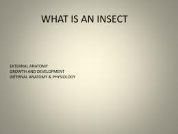 What is an Insect - Delaware Science Olympiad