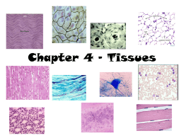 Chapter 4 - Tissues