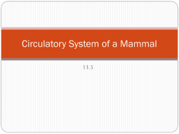 13.5 Circulatory System of a Mammal
