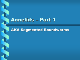 Annelids – Part 1