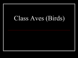 Class Aves (Birds) - Milwaukee Lutheran High School