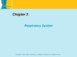 Chapter 5 Respiratory System