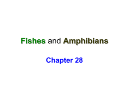 Notes Fishes and Amphibians