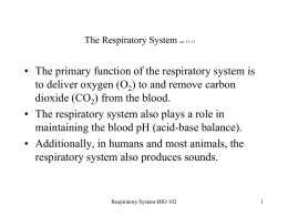 The Respiratory System Lab 10
