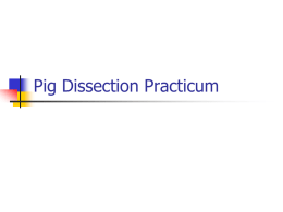 Pig Dissection Practicum