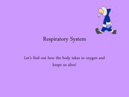 Respiratory System PPT 2