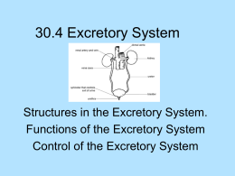 30.4 Excretory System