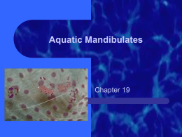 Aquatic Mandibulates
