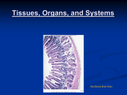 Overview of Organ Systems