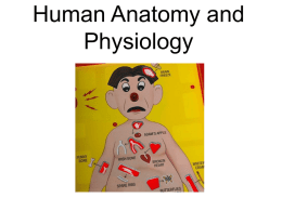 Human Anatomy and Physiology - Middlebury College: Community
