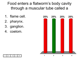 Food enters a flatworm`s body cavity through a muscular tube called a