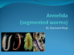 Annelida (segmented worms)