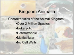 Kingdom Animalia PowerPoint