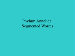 Segmented Worms - Staff Web Pages