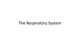 respiratory system - powerpoint - Curriculum for Excellence Science
