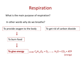 The Respiratory System (PowerPoint)