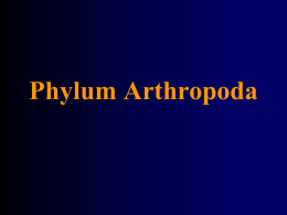 Phylum Arthropoda - Los Angeles Center for Enriched Studies