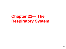 Ch22-Respiratory-System - The University of Tennessee