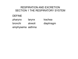 RESPIRATION AND EXCRETION SECTION 1 THE …