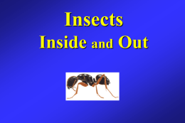 PowerPoint Presentation - Insects Inside and Out