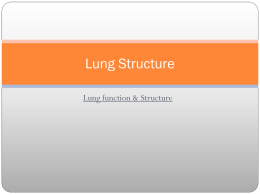 Lung Structure - Coleg y Cymoedd