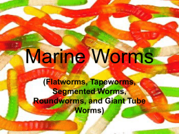 Marine Worms- Powerpoint