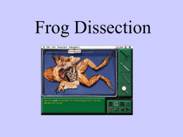 Frog Dissection - Alki Middle School