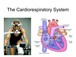 Cardiovascular and Respiratory Anatomy