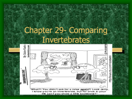 Chapter 29- Comparing Invertebrates
