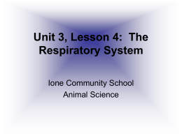 Unit 3, Lesson 6: The Respiratory System