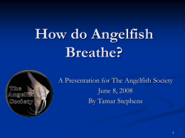 How do Angelfish Breathe?