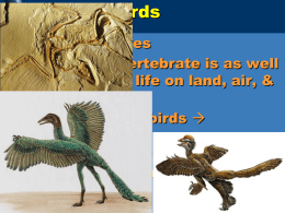 Ch. 34 - Birds