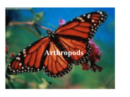 Arthropods - Norman Public Schools