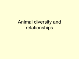 Animal diversity and relationships