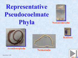 Representative Pseudocoelmate Phyla - UCO