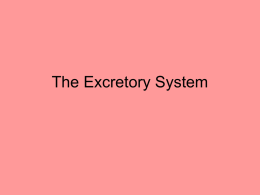 The Excretory System - 712sciyesprep's Blog