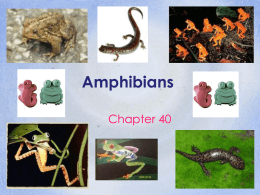 Amphibians - Green Local Schools