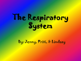 The Amazing Respiratory System