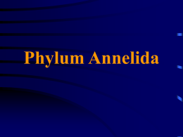 Phylum Annelida - University of Evansville