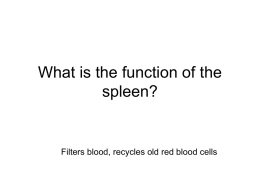 What is the function of the spleen?