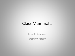 Class Mammalia - East Penn School District – Building
