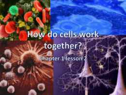 How do cells work together? - Marana Unified School District