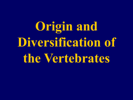 Origin and Diversification of the Vertebrates