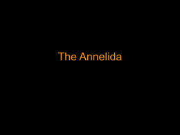 The Annelida - Blue Valley School District